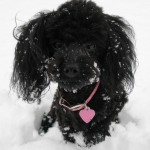 Lucy in the snow