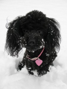 Lucy in the snow