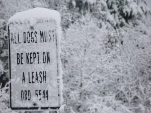 Snow in the park
