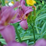 f/5.3 f/5.3