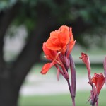 red flower