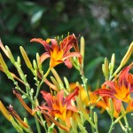 Fireburst flowers