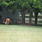 Backyard neighbor