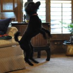 Lucy Jumping