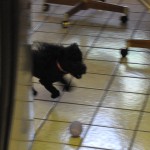 Lucy racing through the house