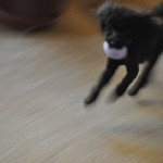 Lucy Playing Ball