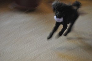 Lucy Playing Ball