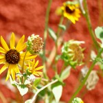 flowers against a red wall