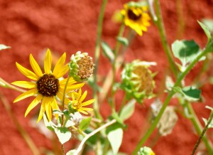 flowers against a red wall