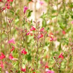 Wildflowers