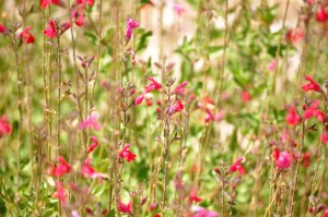 Wildflowers