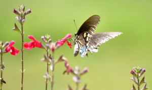 Butterfly