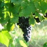 Grapes hanging from the vine