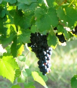Grapes hanging from the vine