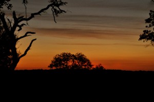 Looking out from the front yard of my friend's house in Dripping Springs.