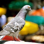 A pigeon looking over the Riverwalk