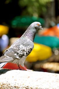 A pigeon looking over the Riverwalk