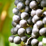 Grapes on the vine!
