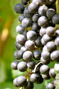 Grapes on the vine!